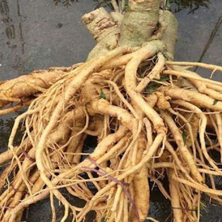 Rễ đinh lăng được ví như nhân sâm của người Việt trong việc chữa đau thần kinh tọa
